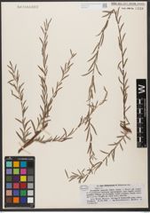 Foto von Salix wilhelmsiana M. Bieb.
